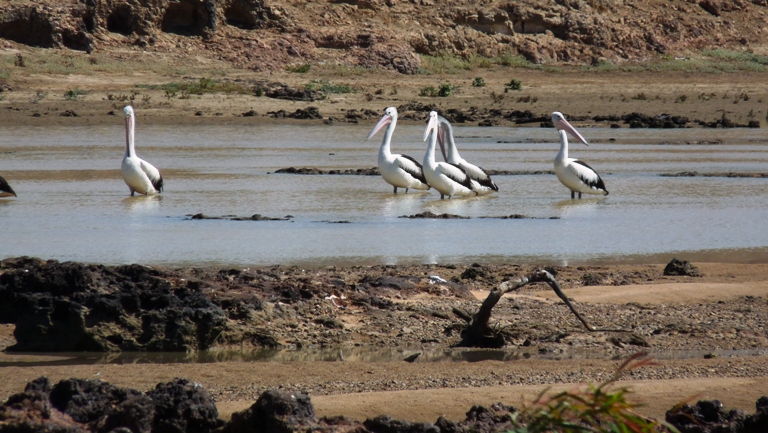 Pelikane im Flinders River